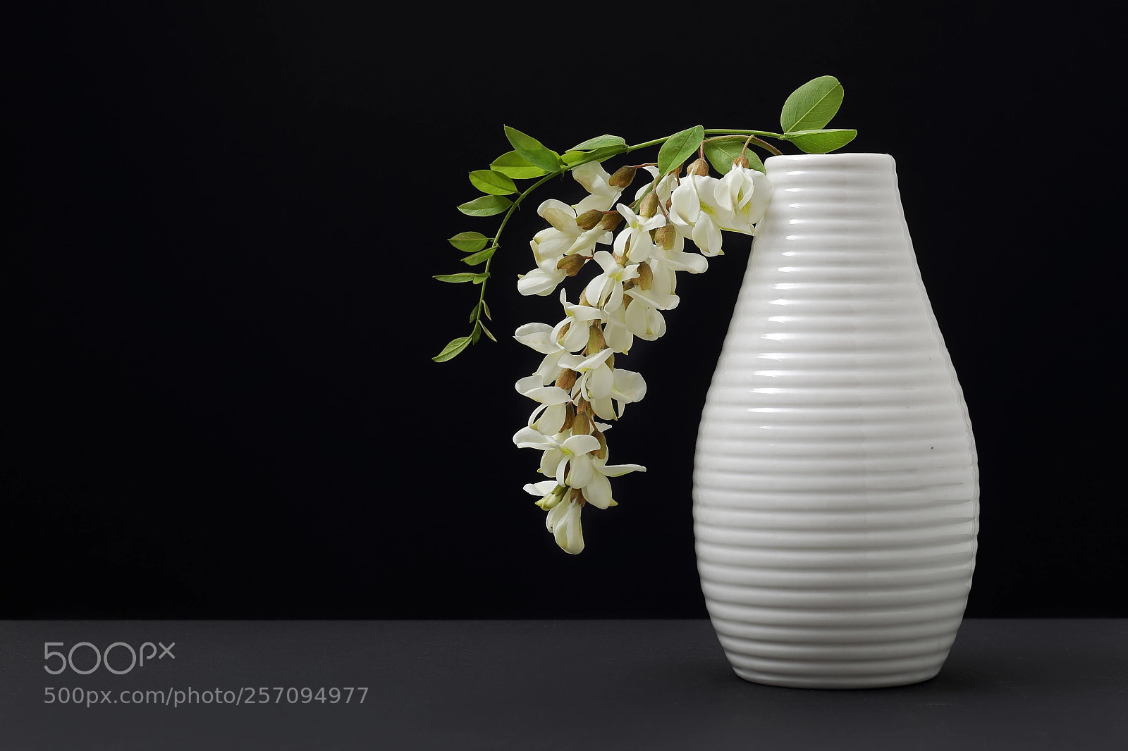 Canon EOS-1D Mark IV sample photo. Green, black, white and photography