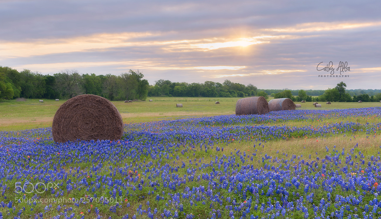 Nikon D750 sample photo. Hay bales and bluebonnets photography
