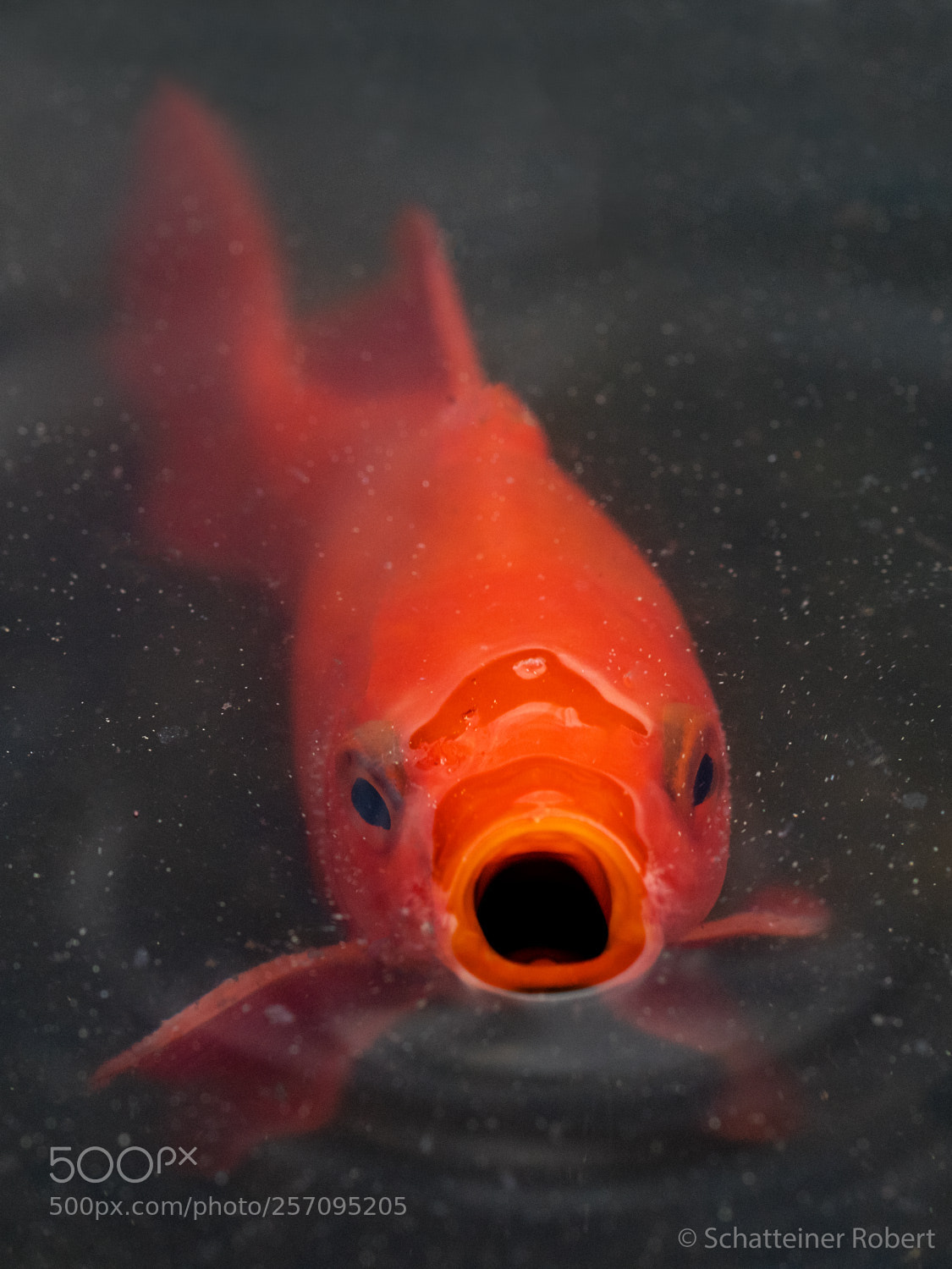 Canon EOS M5 sample photo. Goldfish photography