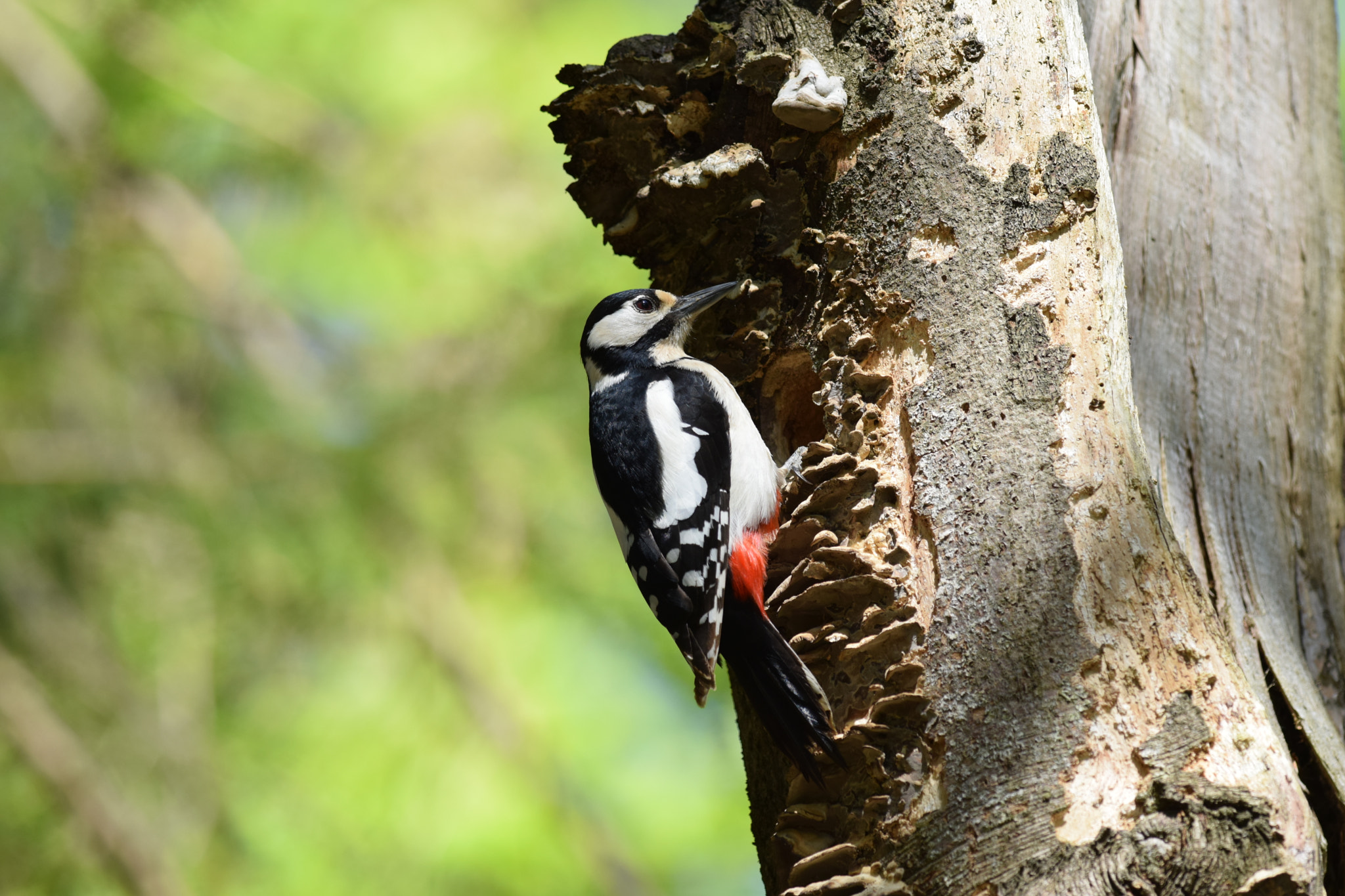 Nikon AF-S Nikkor 300mm F4D ED-IF sample photo. Woodpecker. (dendrocopos major) photography