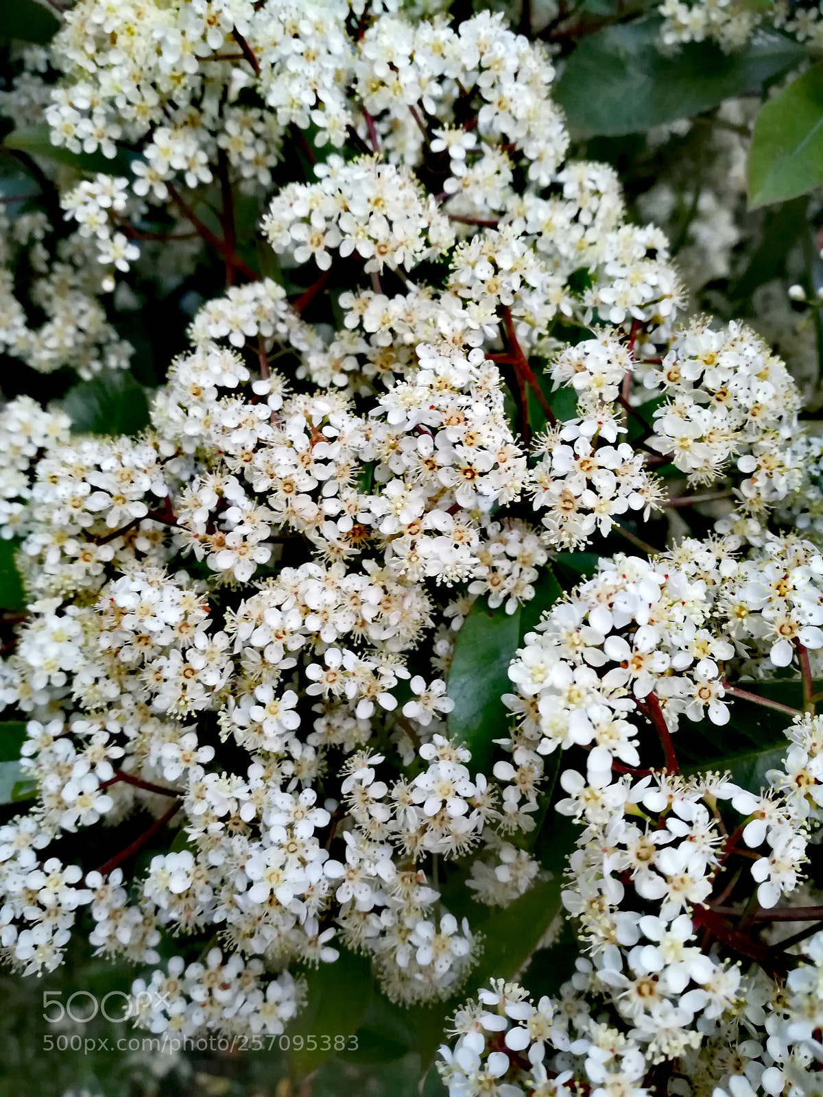 HUAWEI honor 6x sample photo. Untitled photography