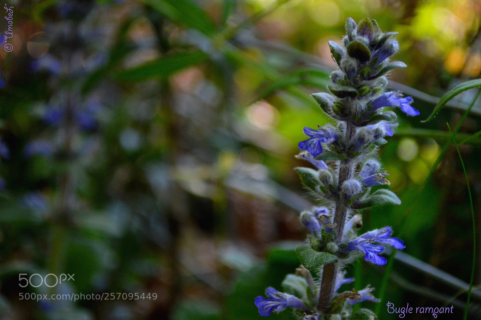 Nikon D3200 sample photo. Bugle rampant photography