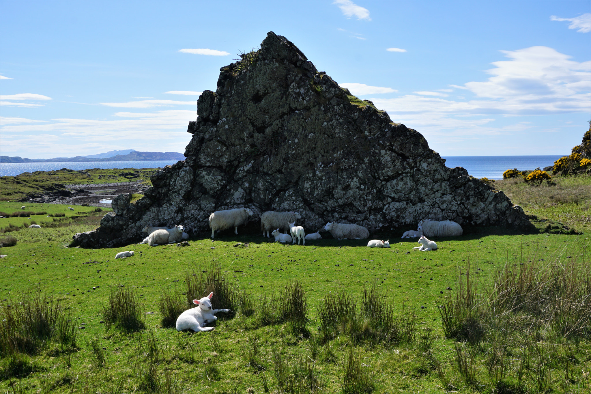 Sony a6000 + Sony E 18-50mm F4-5.6 sample photo. Sunbathing lamb photography