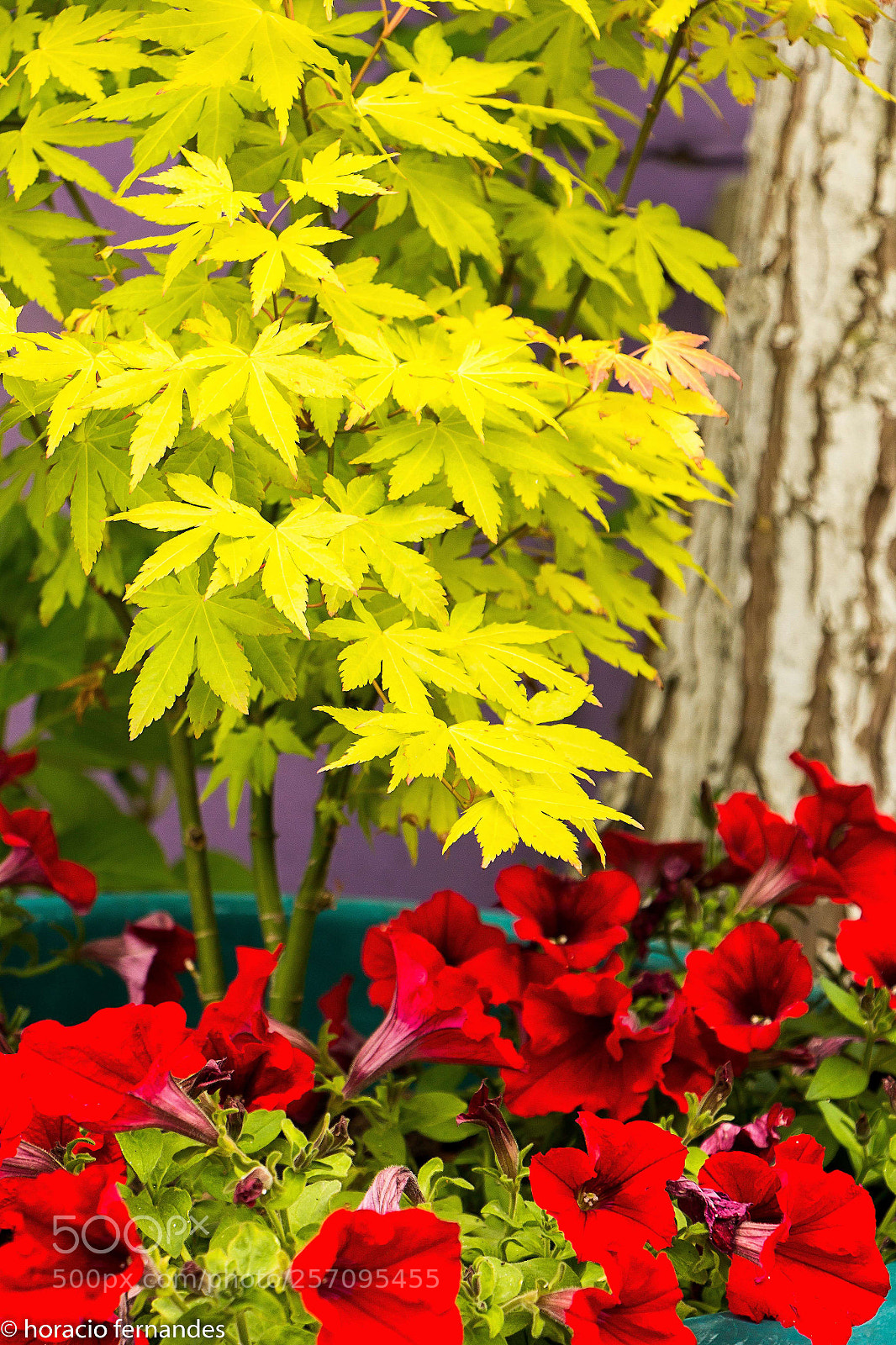 Canon EOS 70D sample photo. Yellow & red photography