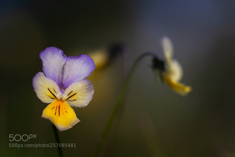 Canon EOS 5D Mark II sample photo. Mountain pansies photography