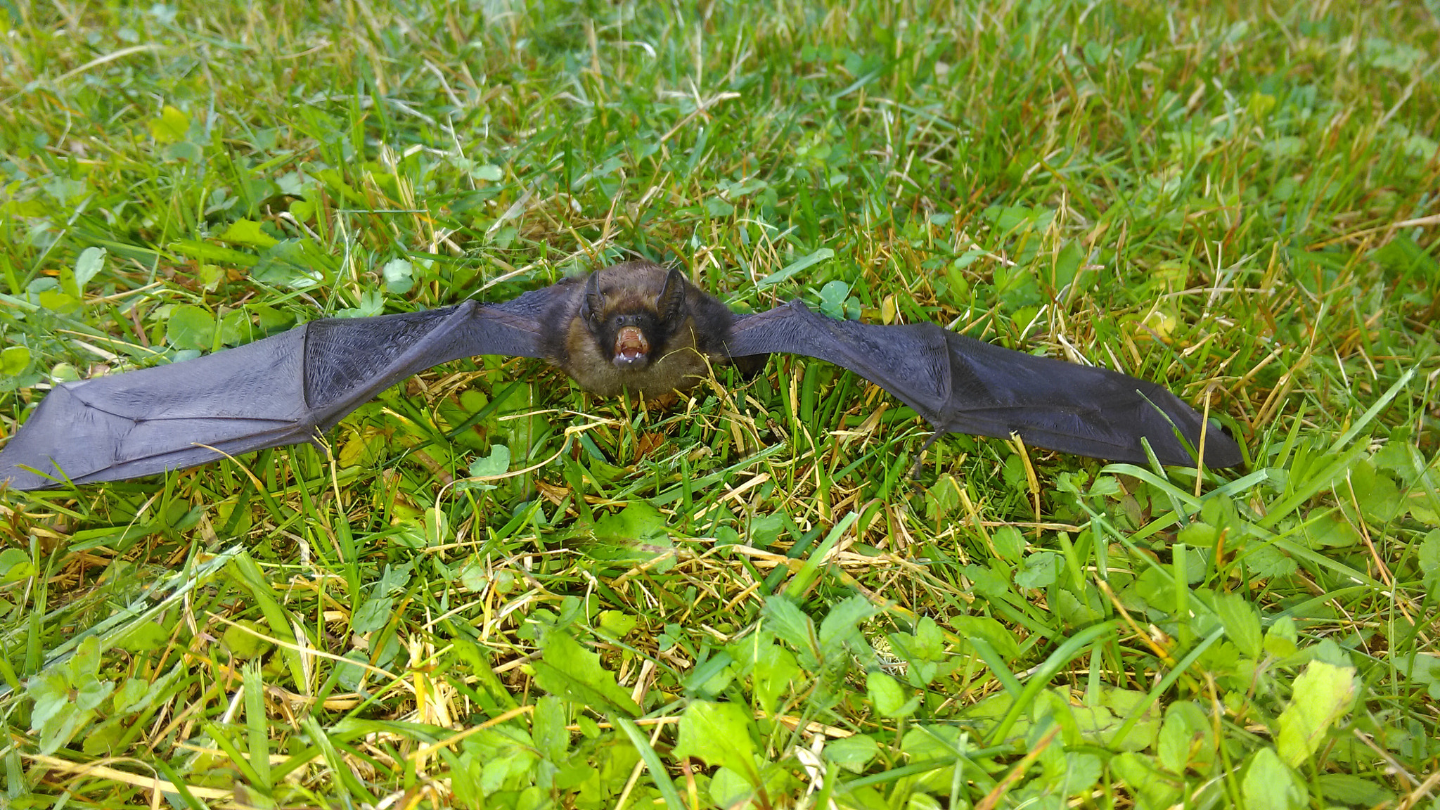 HTC ONE M8S sample photo. Angry bat photography