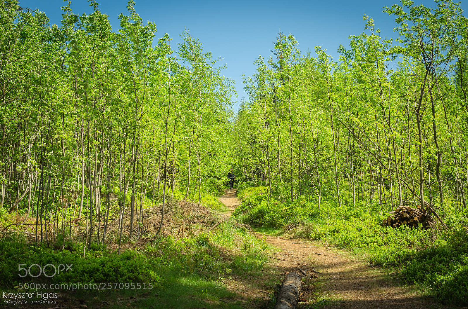 Nikon D5100 sample photo. Follow the green trail photography