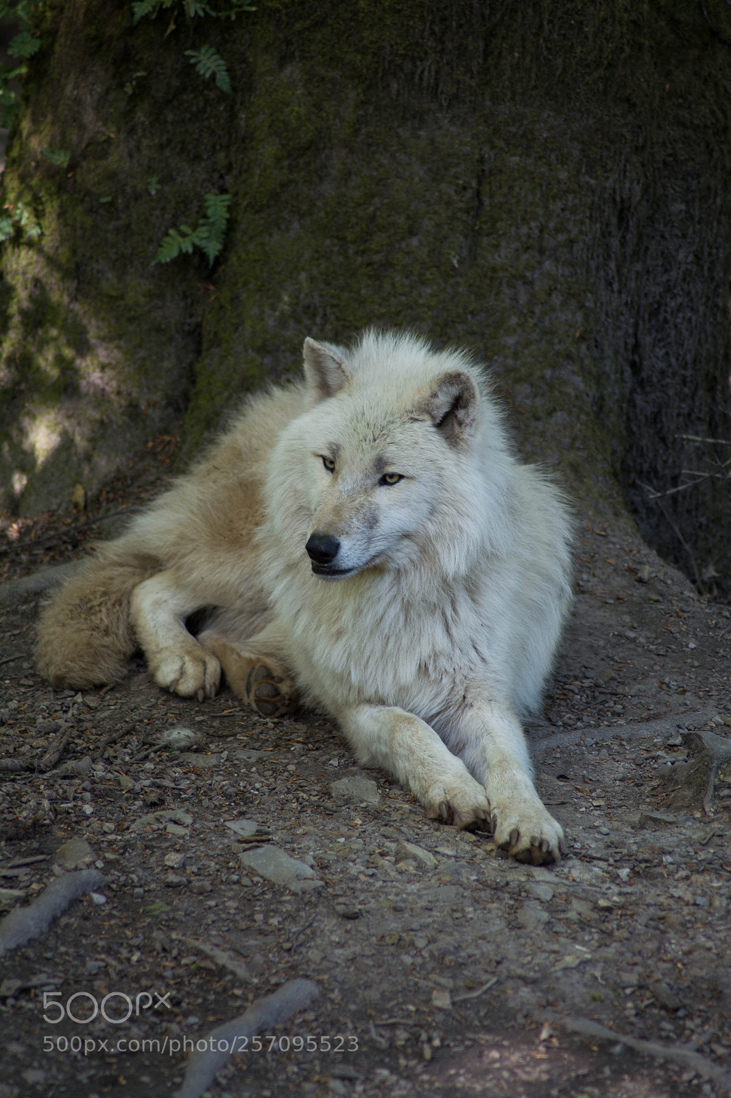 Nikon D5200 sample photo. Loup blanc. photography