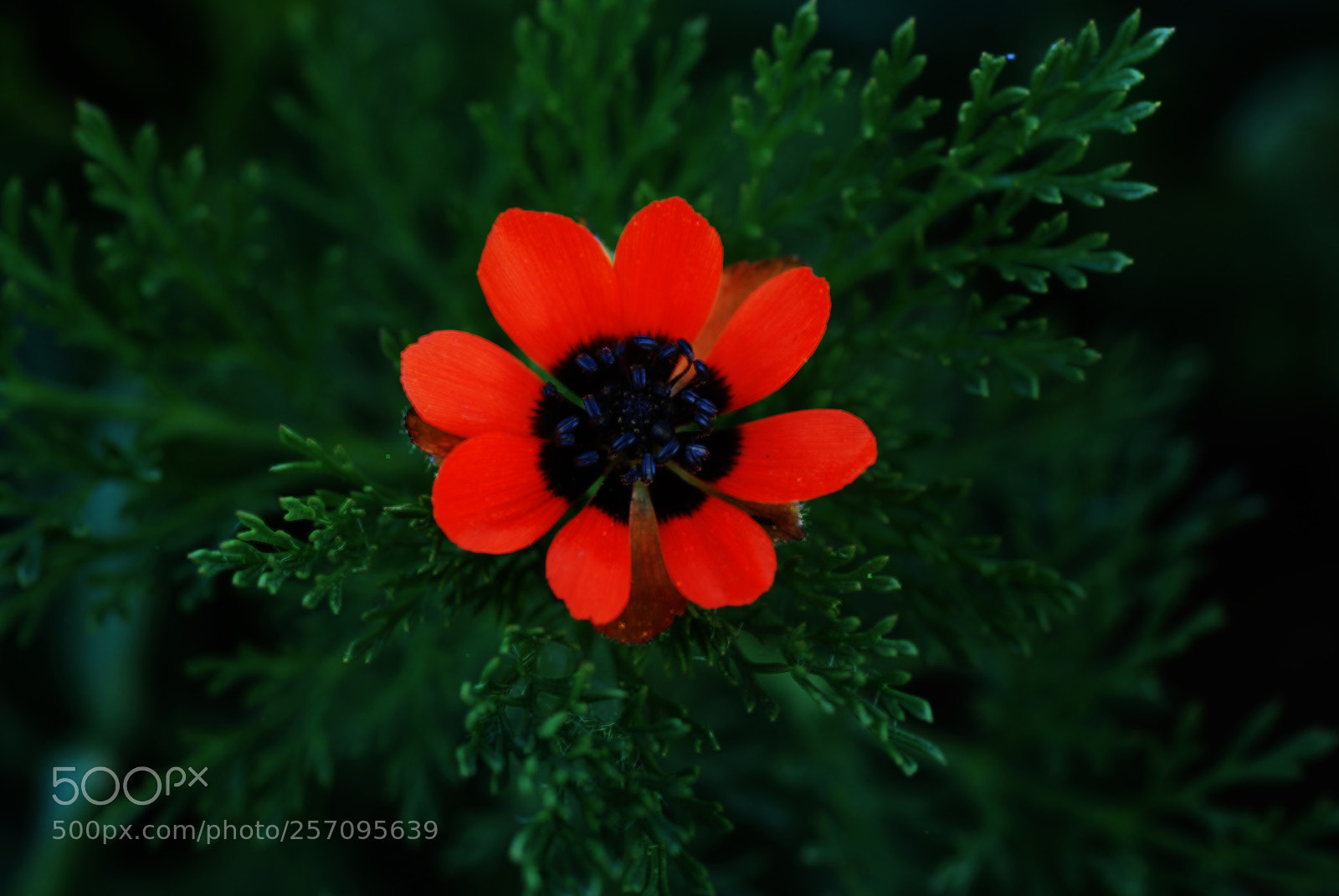 Nikon D80 sample photo. Colors and flowers photography