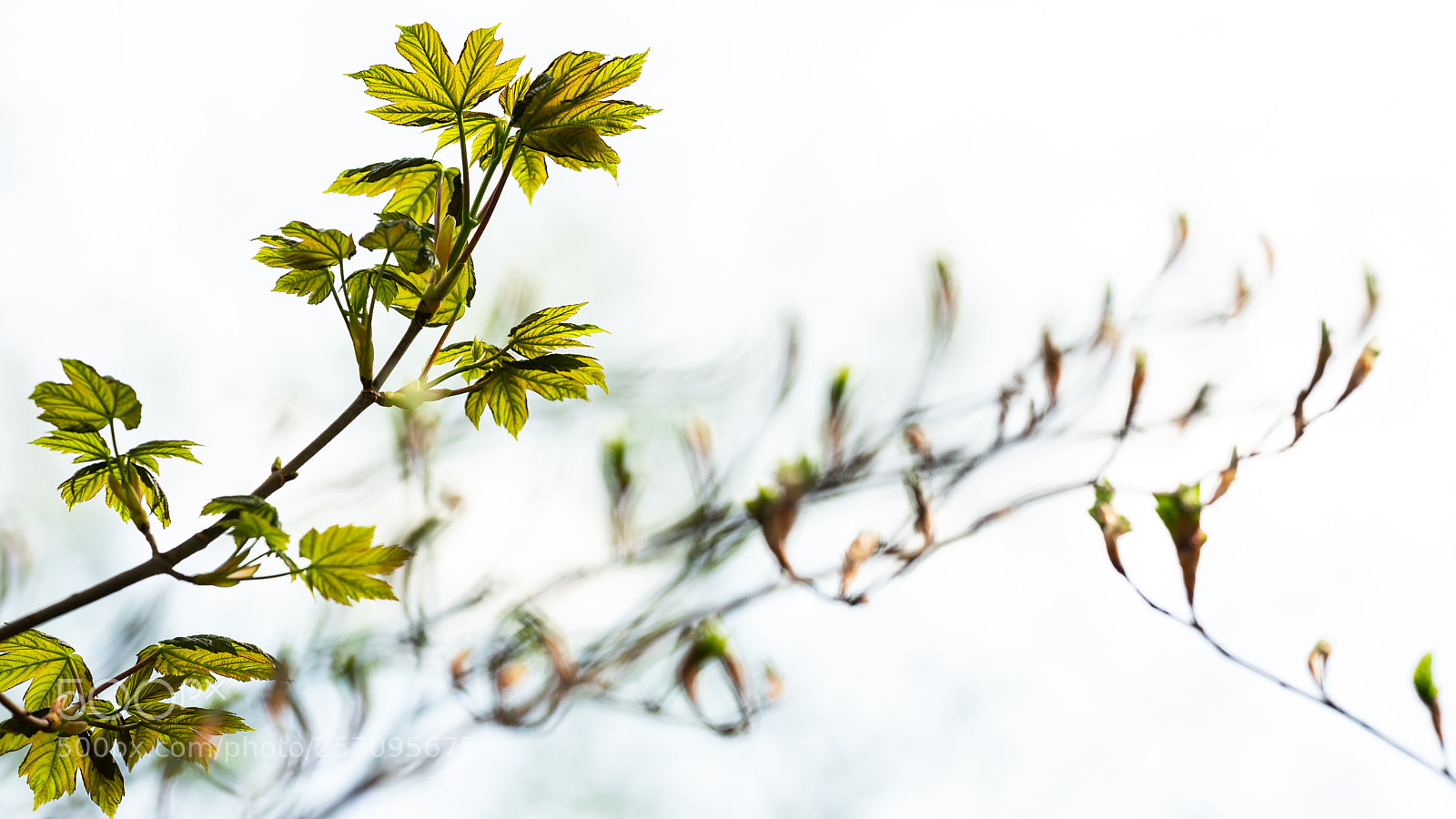 Sony SLT-A99V sample photo. Bright spring photography