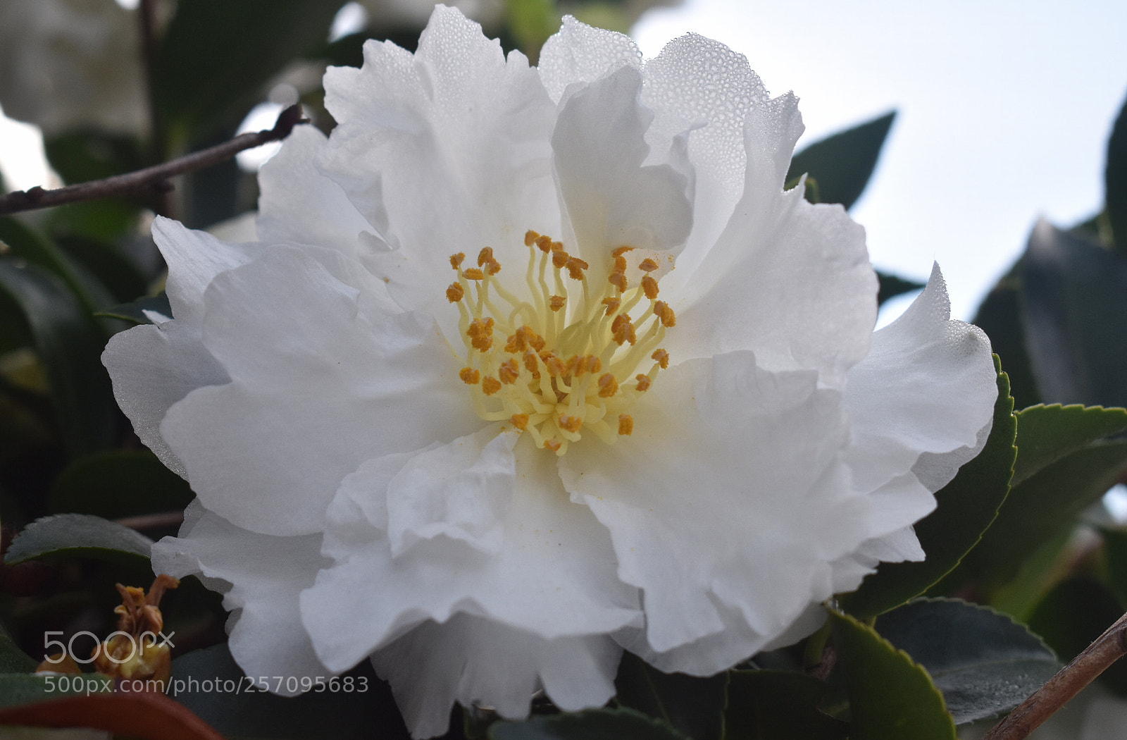 Nikon D3400 sample photo. Camellia sunrise photography