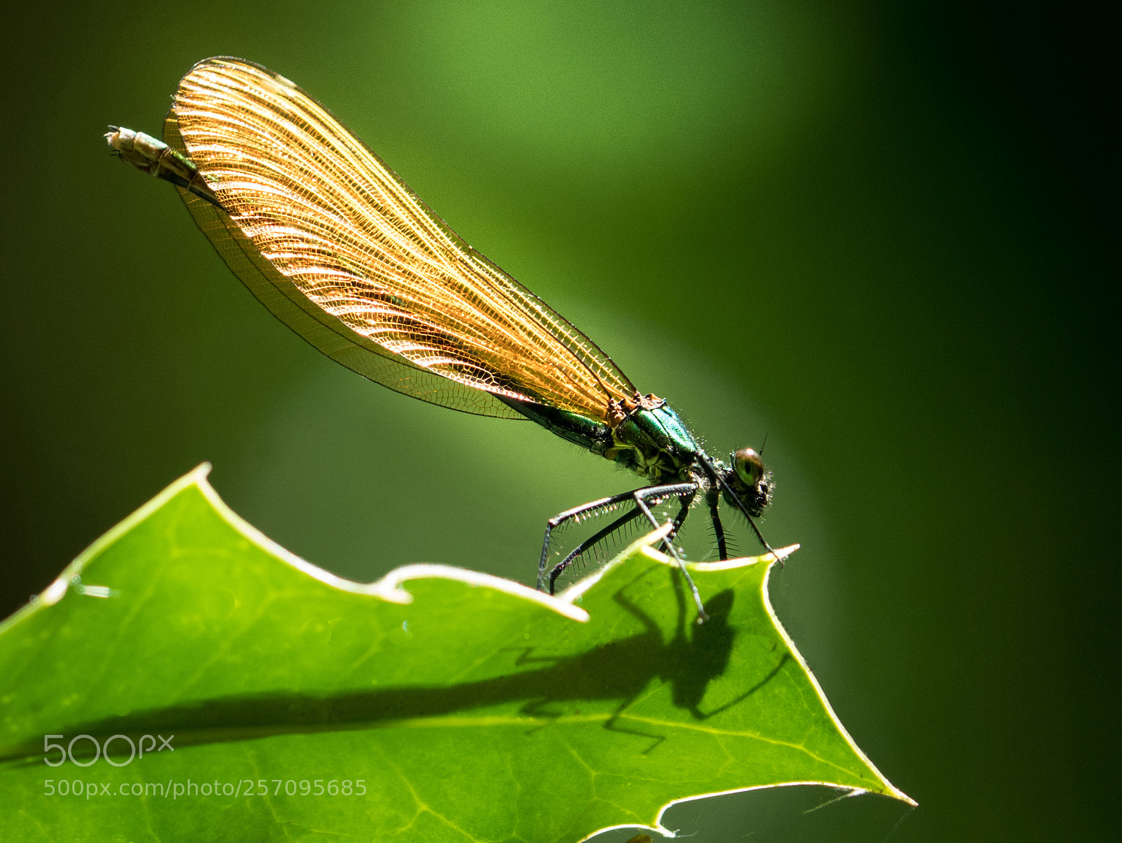 Panasonic Lumix DMC-GX85 (Lumix DMC-GX80 / Lumix DMC-GX7 Mark II) sample photo. Jolie demoiselle ! photography