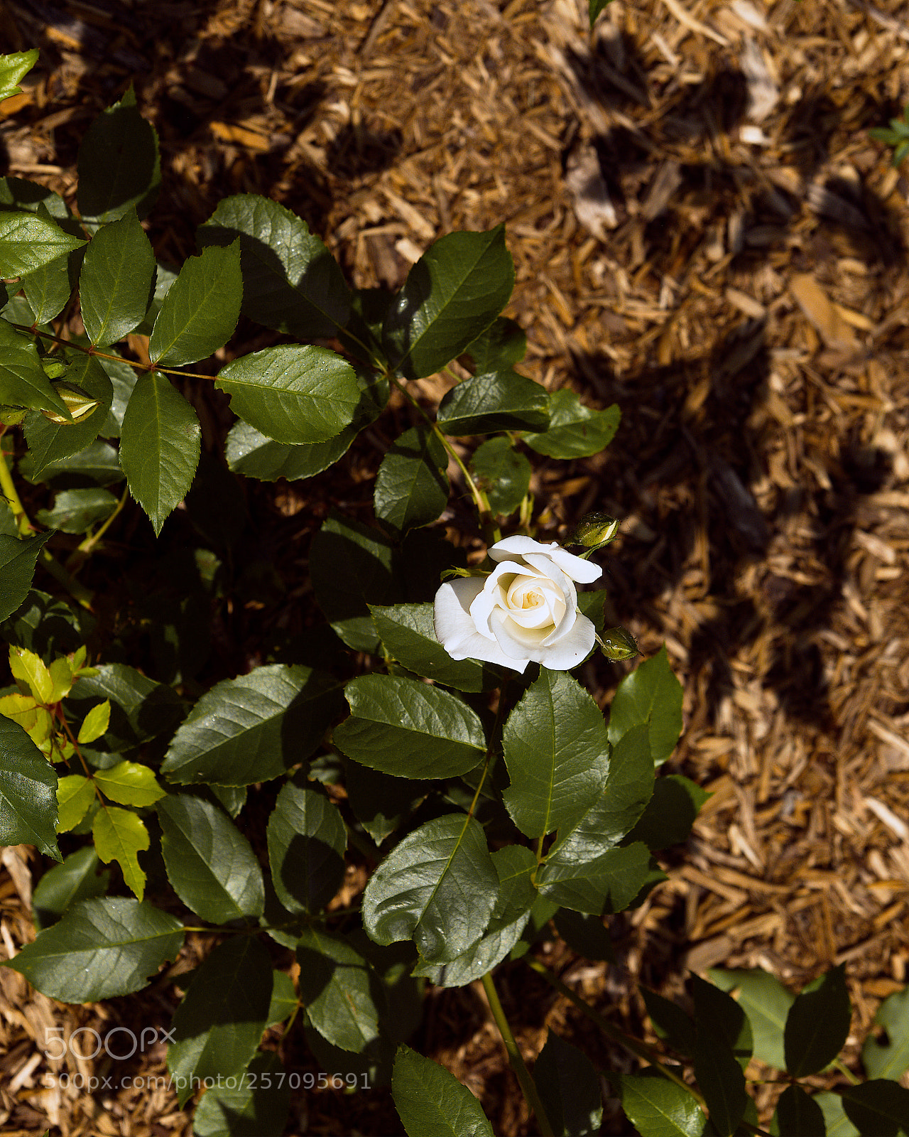 Panasonic Lumix DC-GH5 sample photo. Le printemps dans la photography