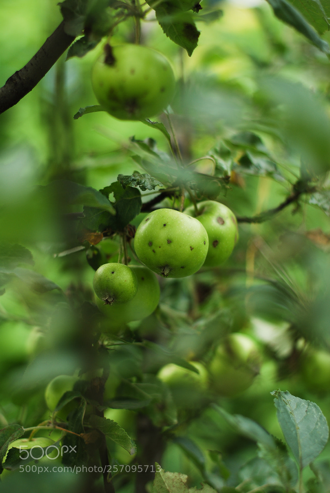 Nikon D40X sample photo. Apple tree photography