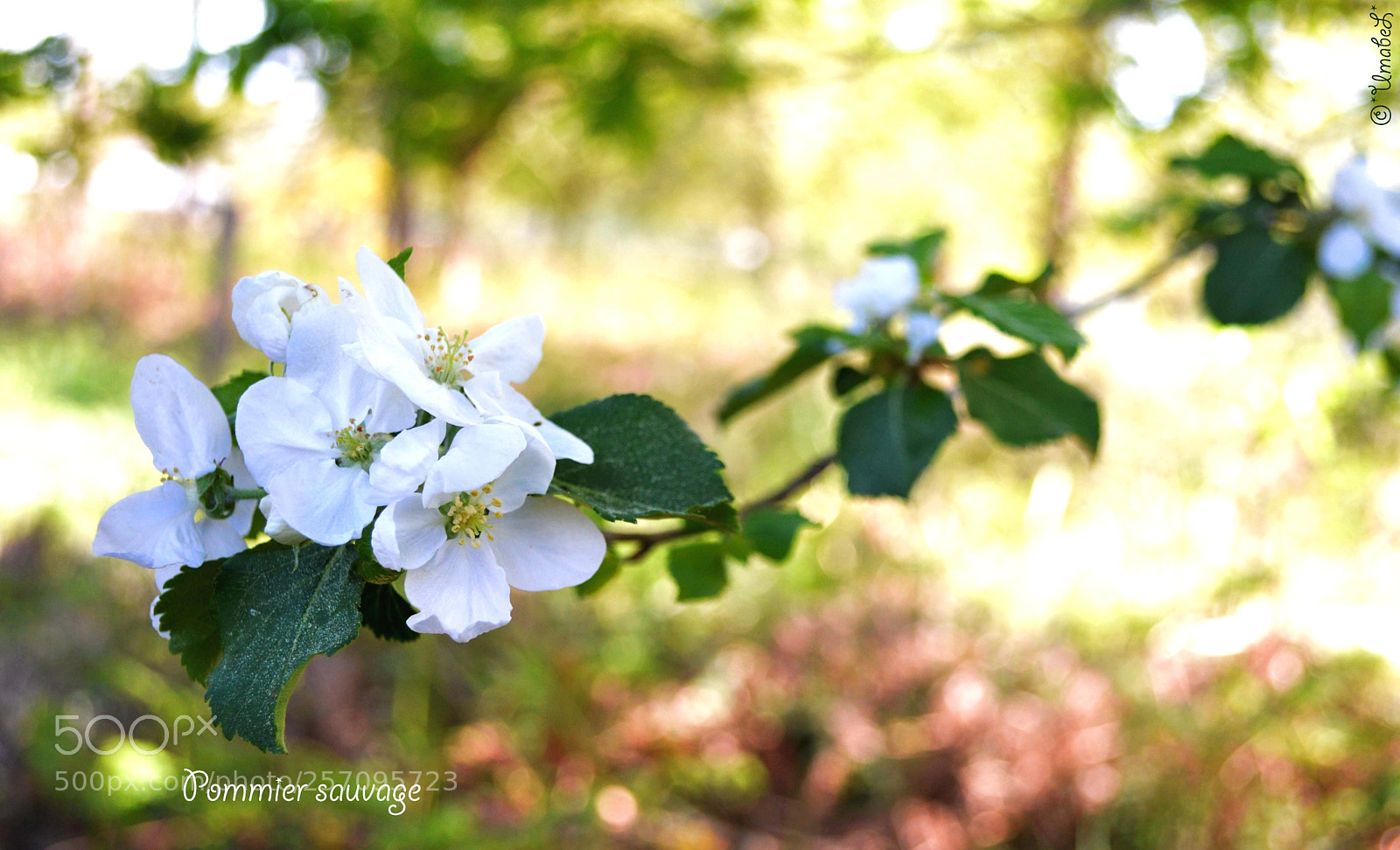 Nikon D3200 sample photo. Pommier sauvage photography