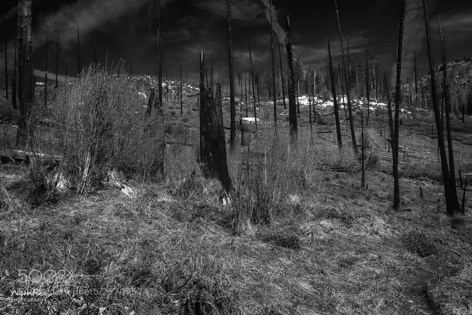 Canon EOS 6D Mark II sample photo. Ghosts of the forest photography