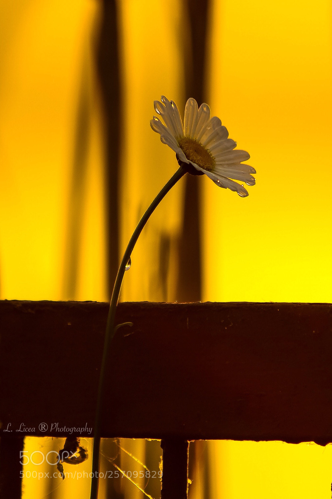 Canon EOS 6D Mark II sample photo. Time drops 43 photography