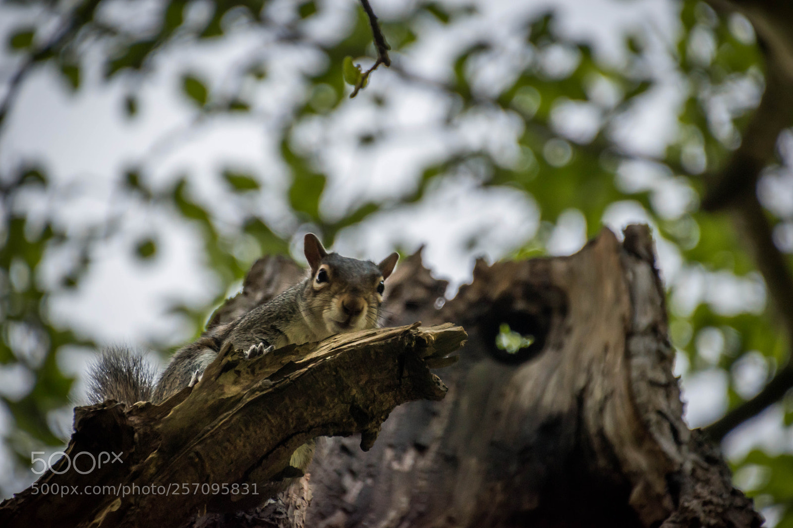 Nikon D5600 sample photo. Little friend photography