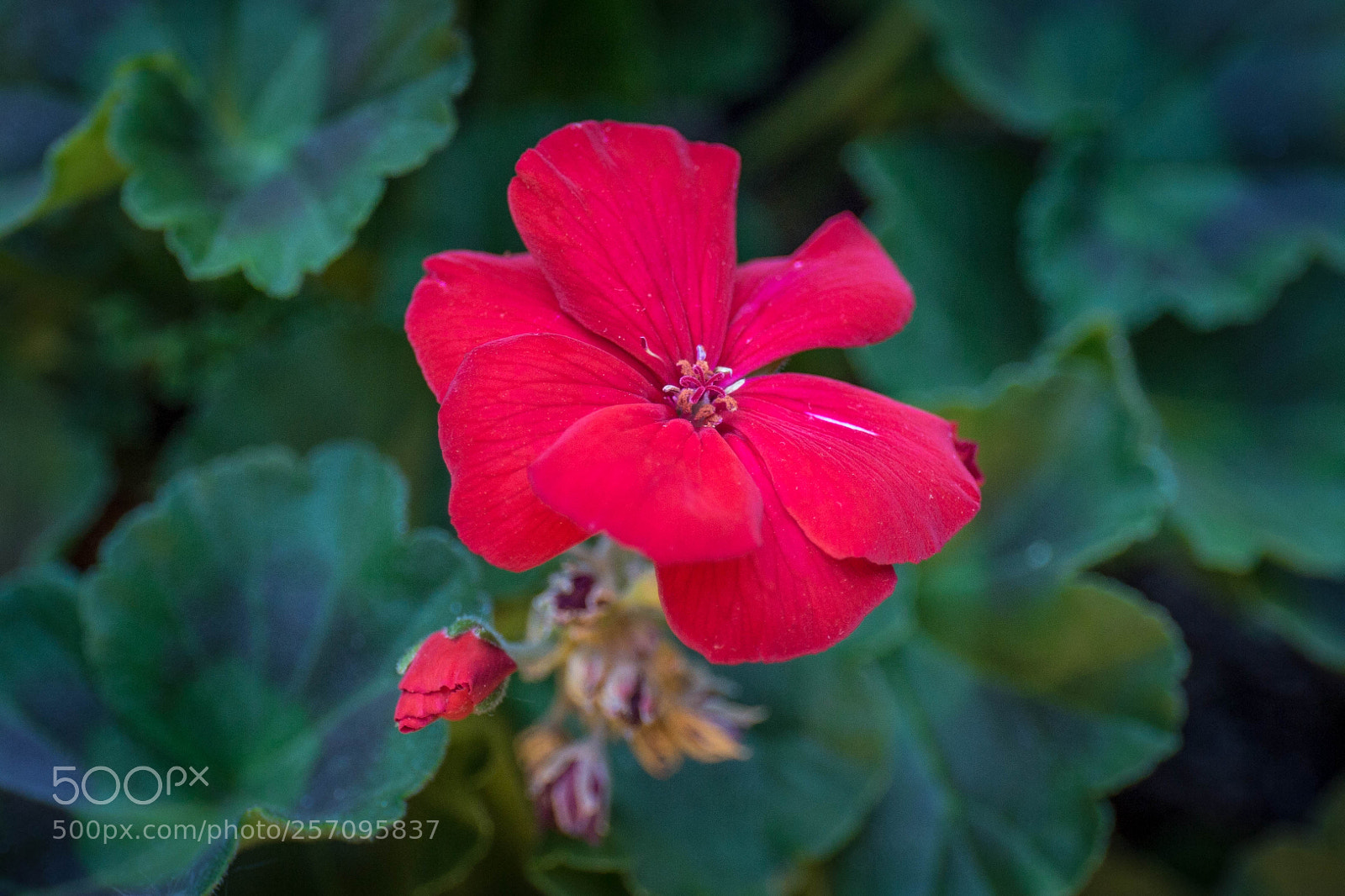 Canon EOS 6D sample photo. Fragile photography