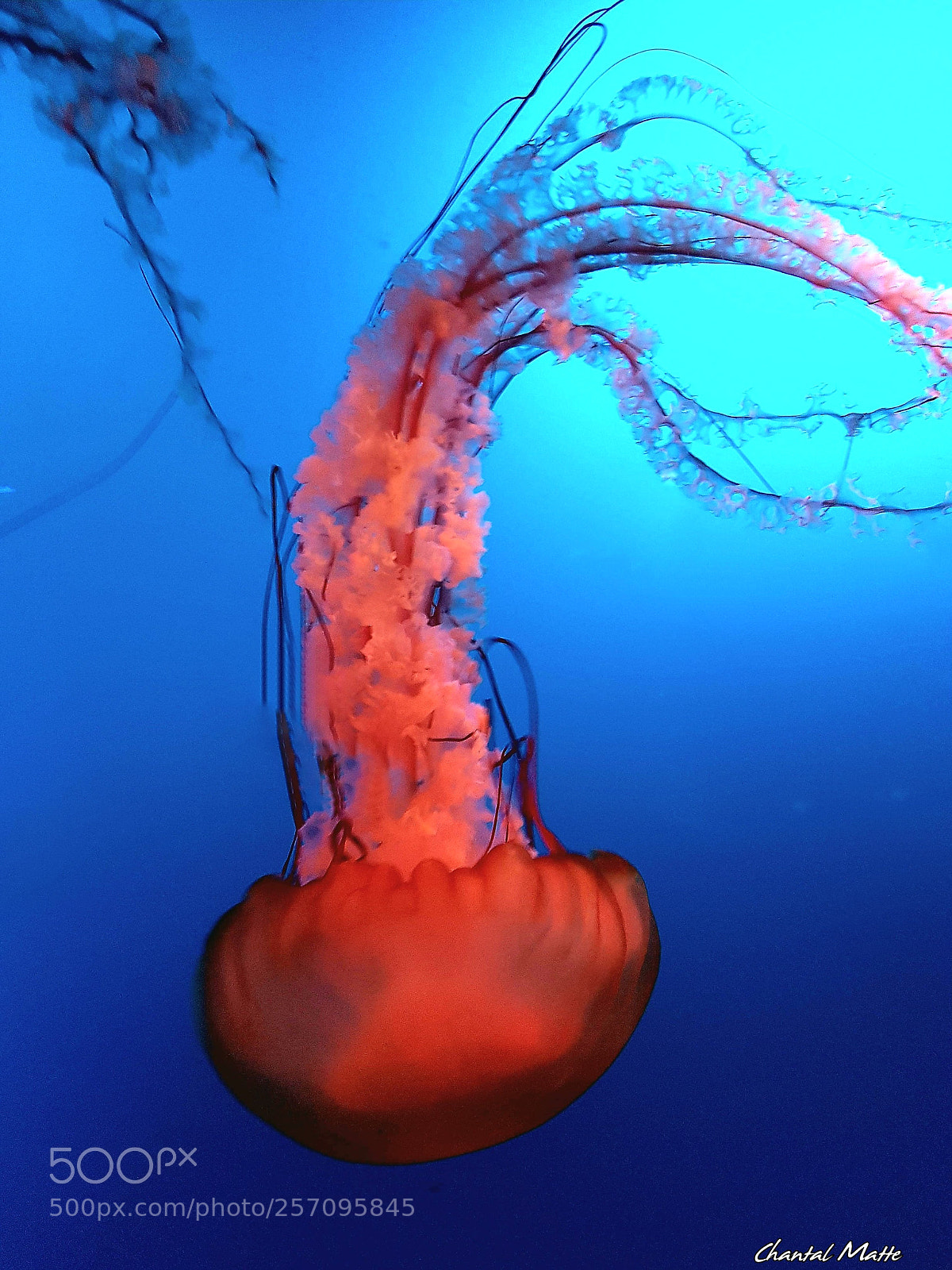 Samsung Galaxy S7 sample photo. Jellyfish photography