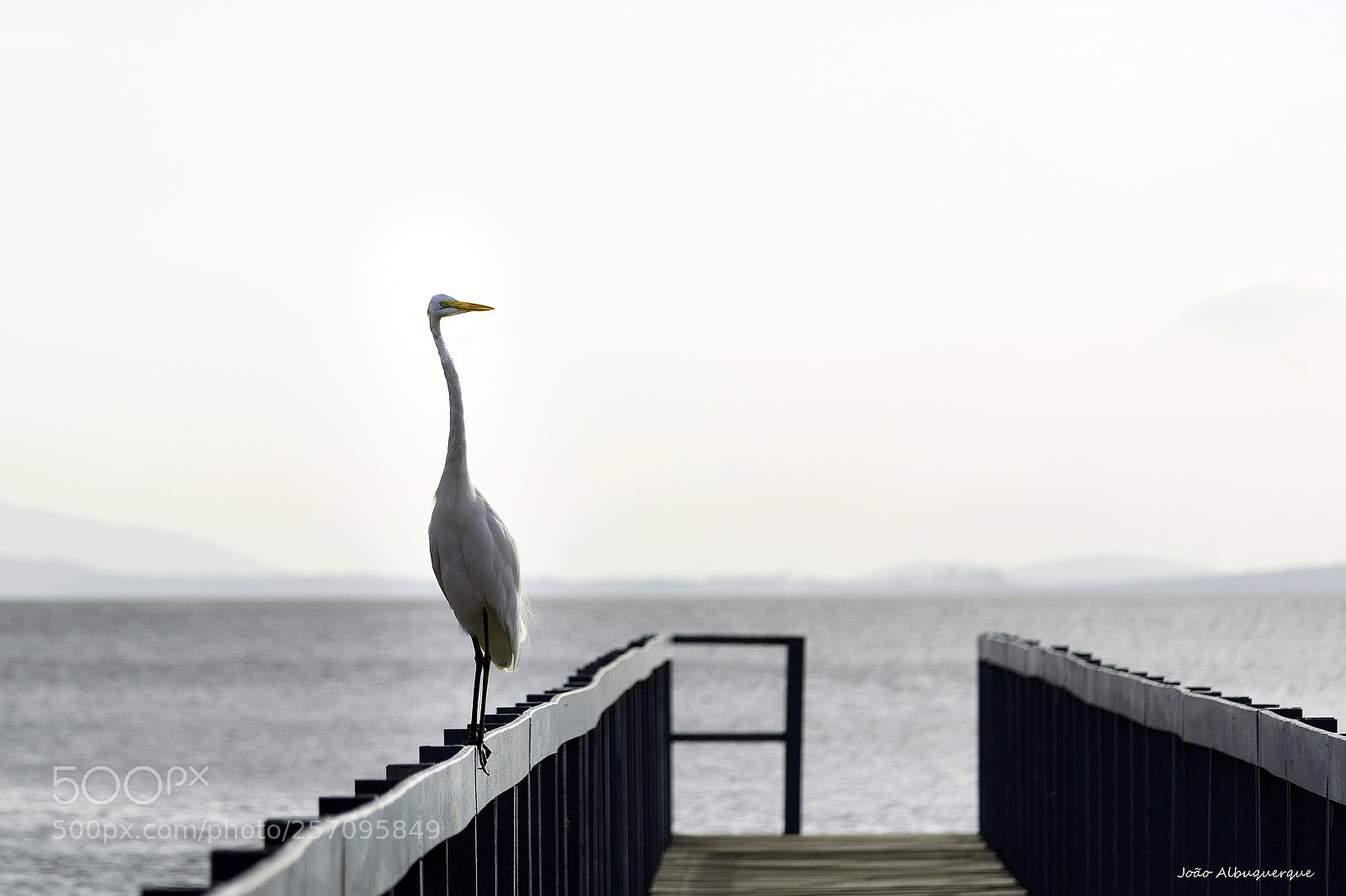 Nikon D5200 sample photo. Elegance photography