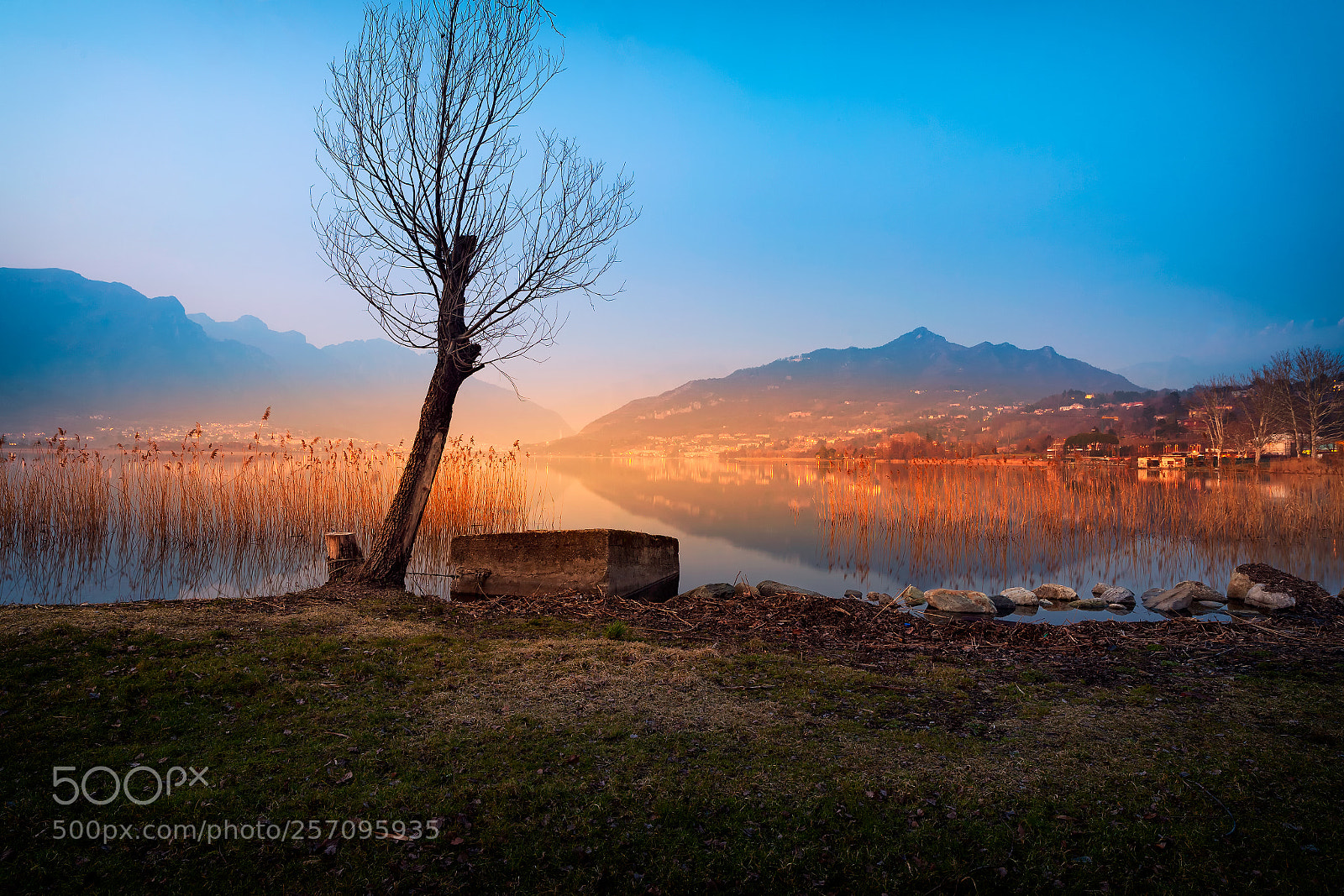 Canon EOS 5D Mark II sample photo. Bare tree and reflections photography