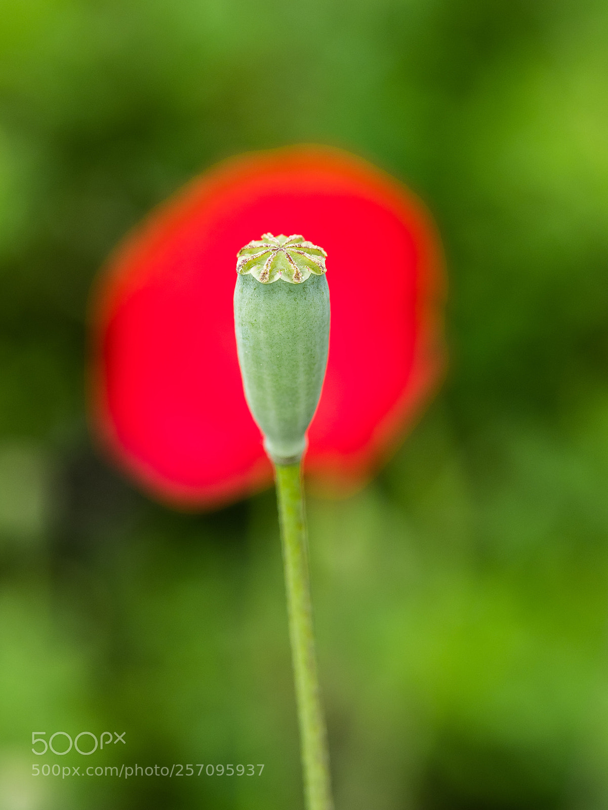 Olympus OM-D E-M1 Mark II sample photo. Olympus digital camera photography