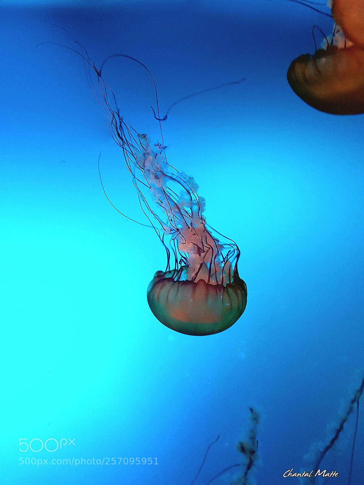 Samsung Galaxy S7 sample photo. Jellyfish  (2) photography
