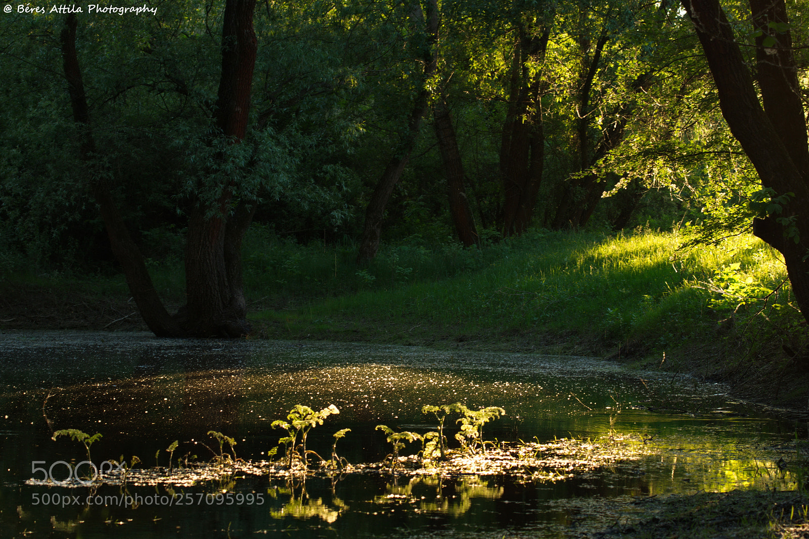 Nikon D3300 sample photo. Mood photography