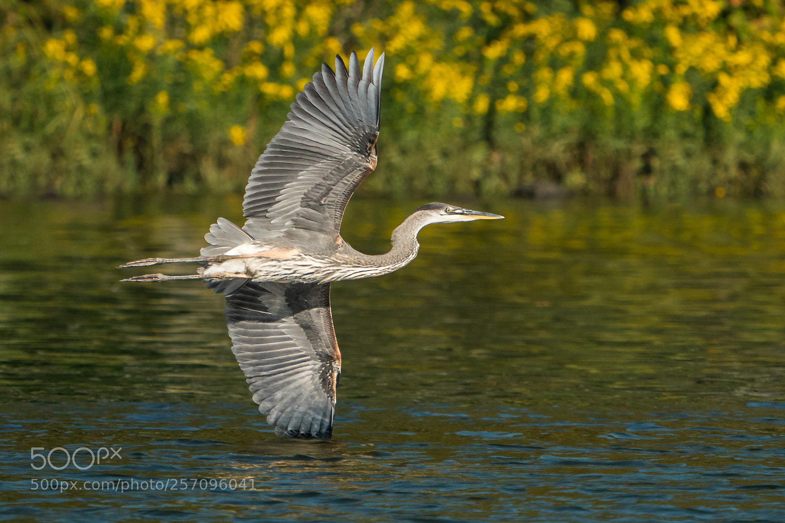 Sony a9 sample photo. Great blue heron in photography