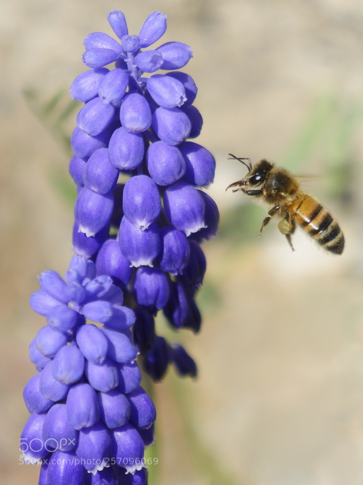 Nikon D7100 sample photo. Bee and a grape photography