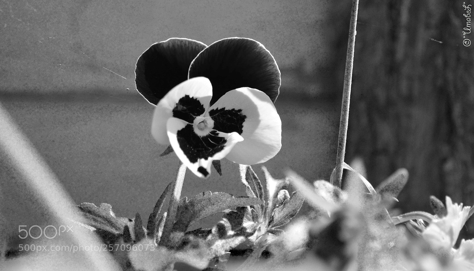 Nikon D3200 sample photo. Pensée photography
