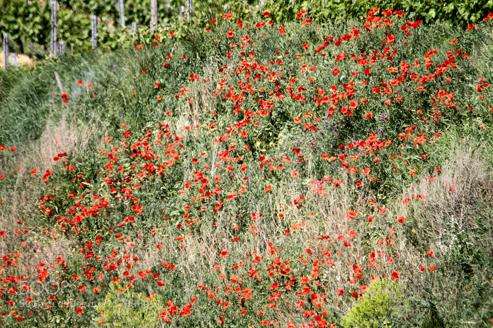 Canon EOS 7D sample photo. Coquelicots. photography