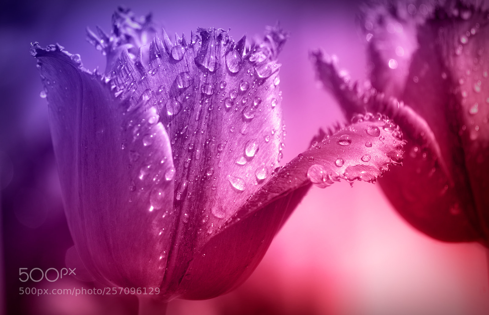 Pentax K-x sample photo. Pink tulips flower photography