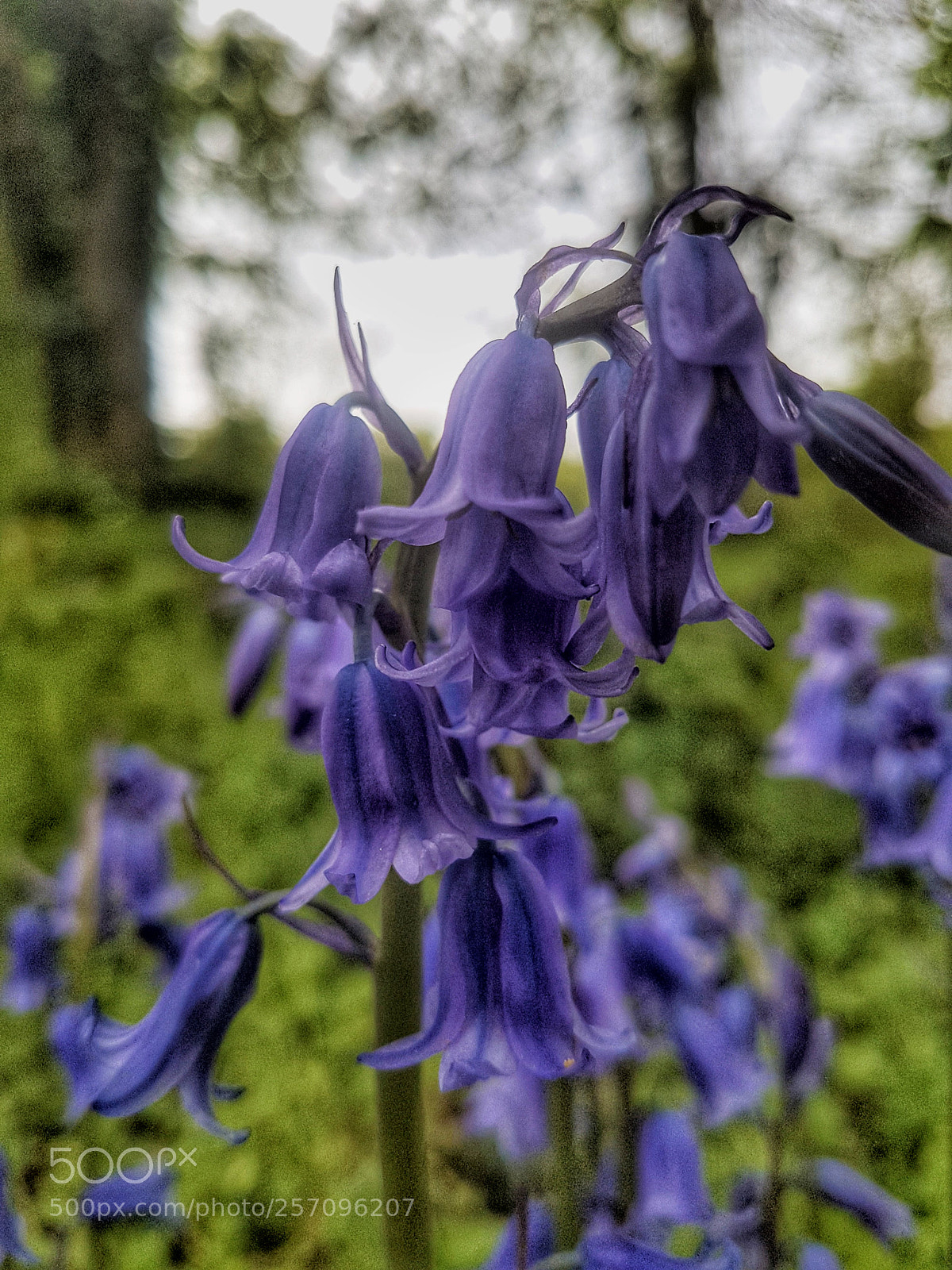 Samsung Galaxy S7 Edge sample photo. Bluebells! photography