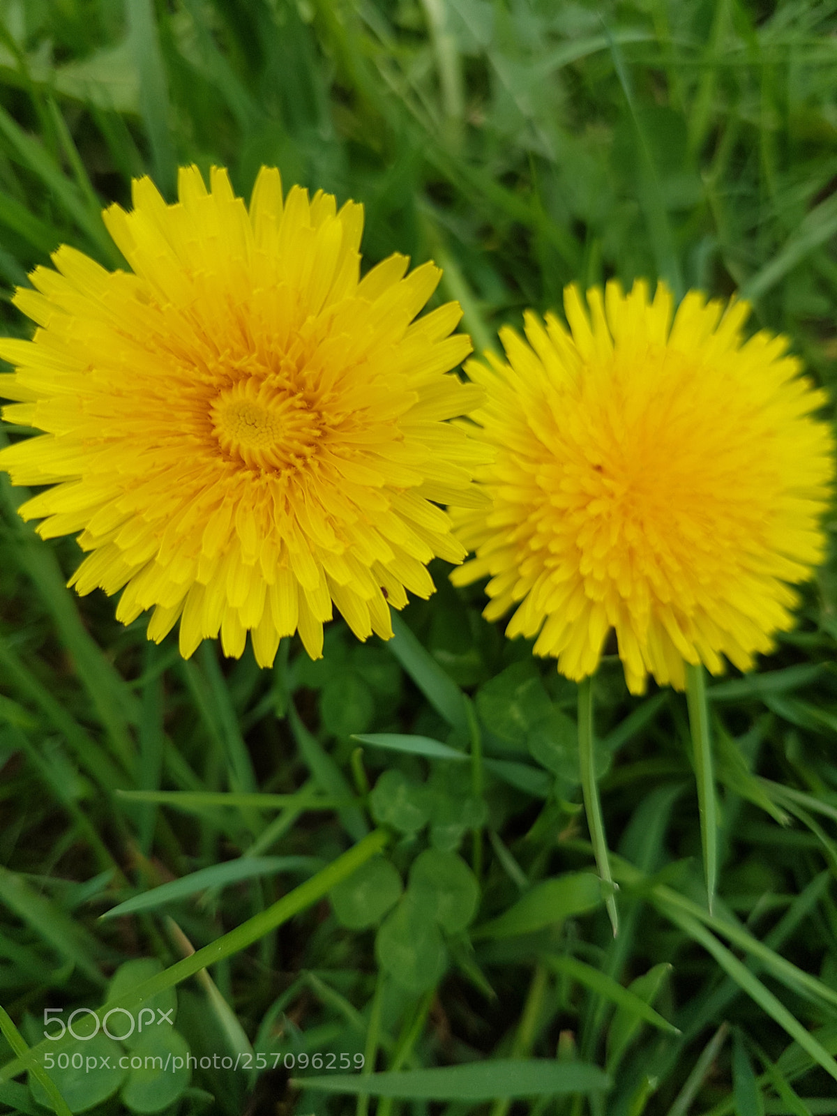 Samsung Galaxy S8+ sample photo. Untitled photography