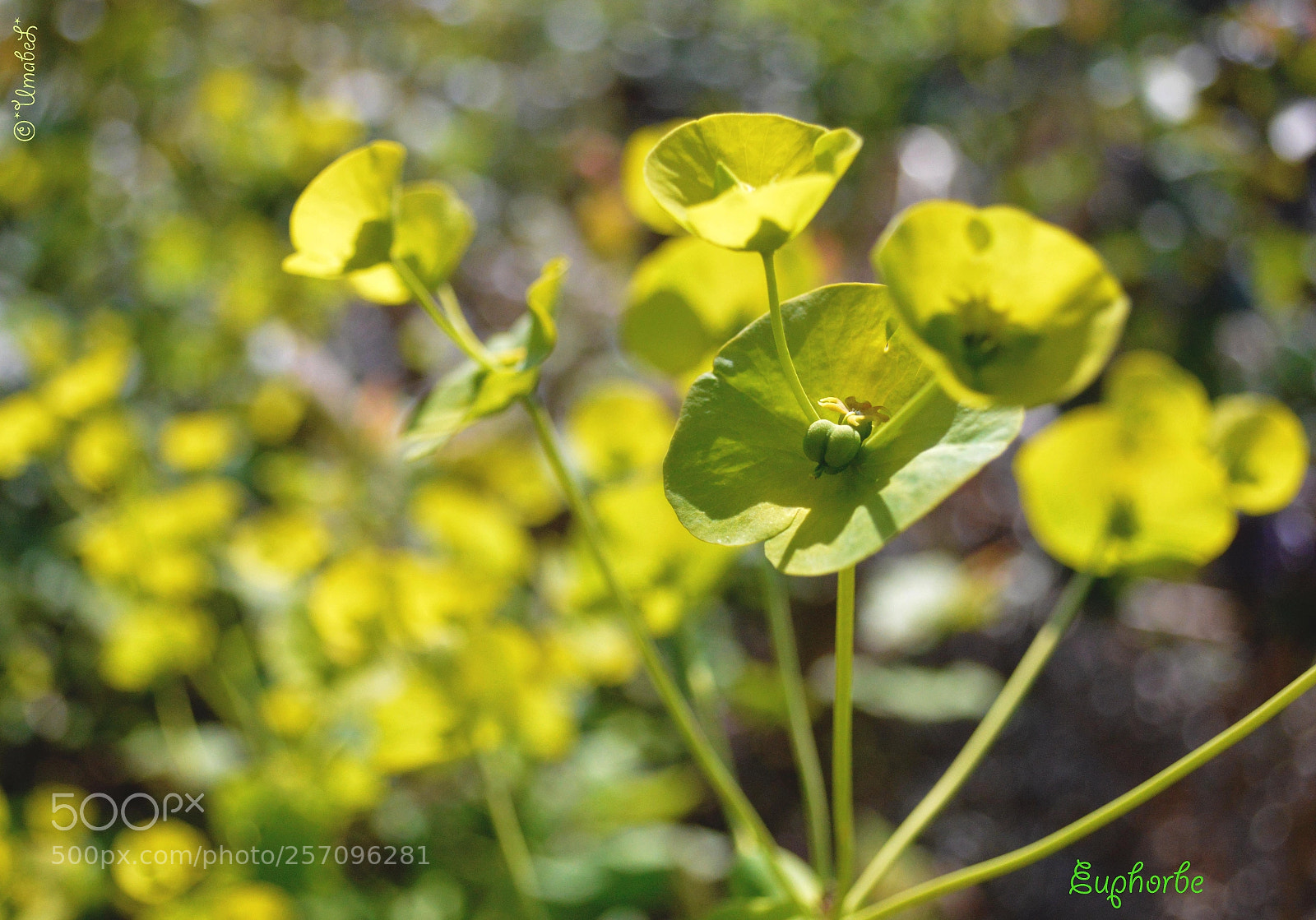 Nikon D3200 sample photo. Euphorbe photography