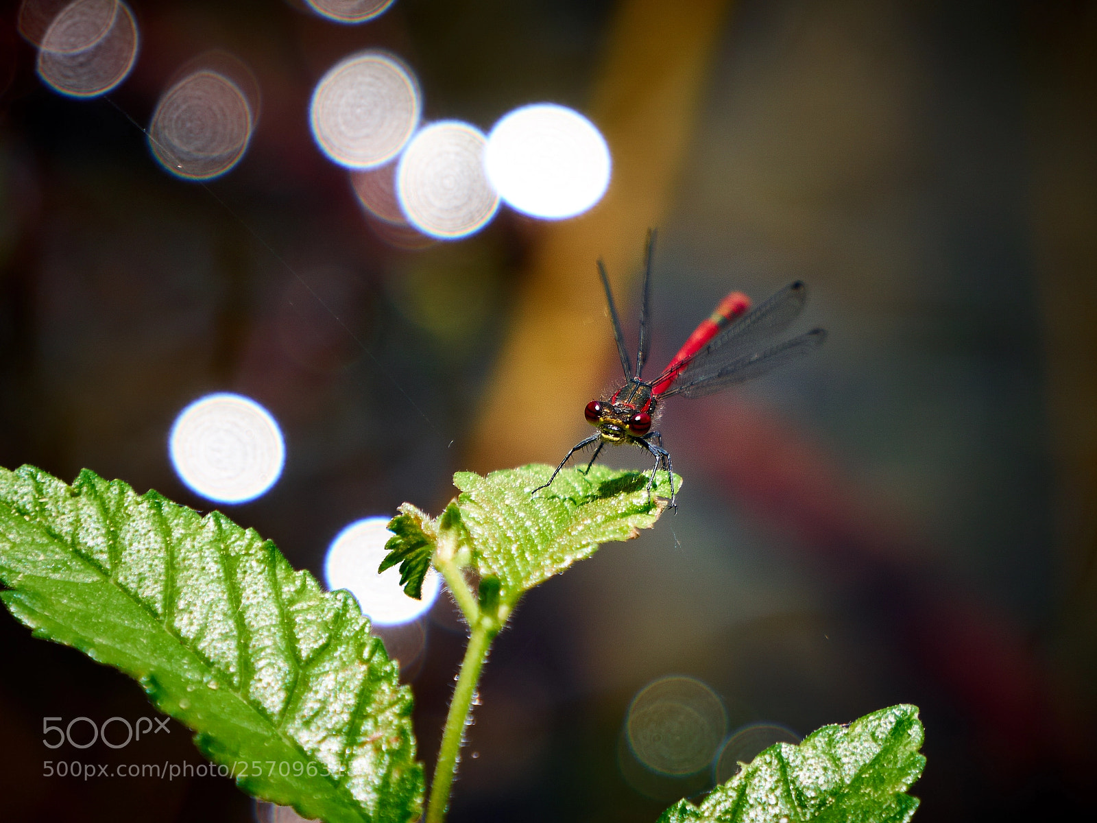 Sony a6000 sample photo. Dsc03196 photography