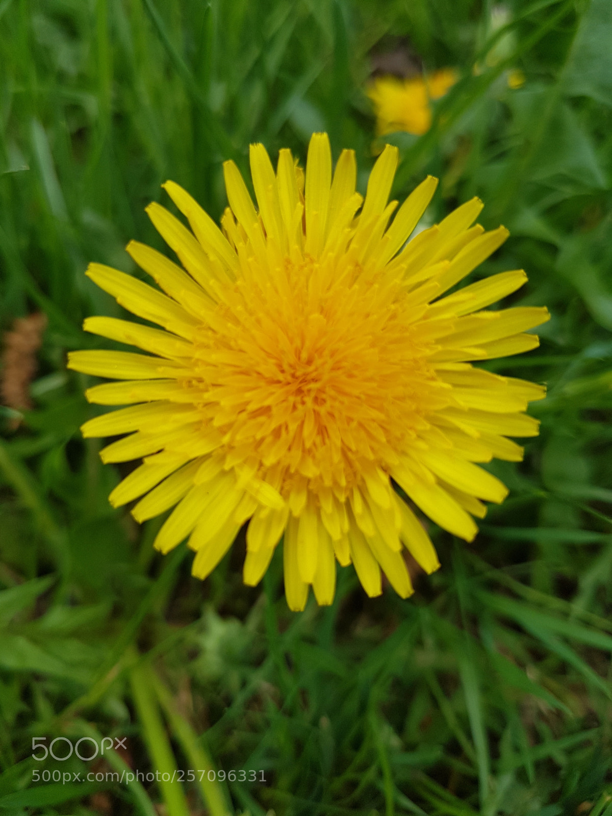 Samsung Galaxy S8+ sample photo. Untitled photography