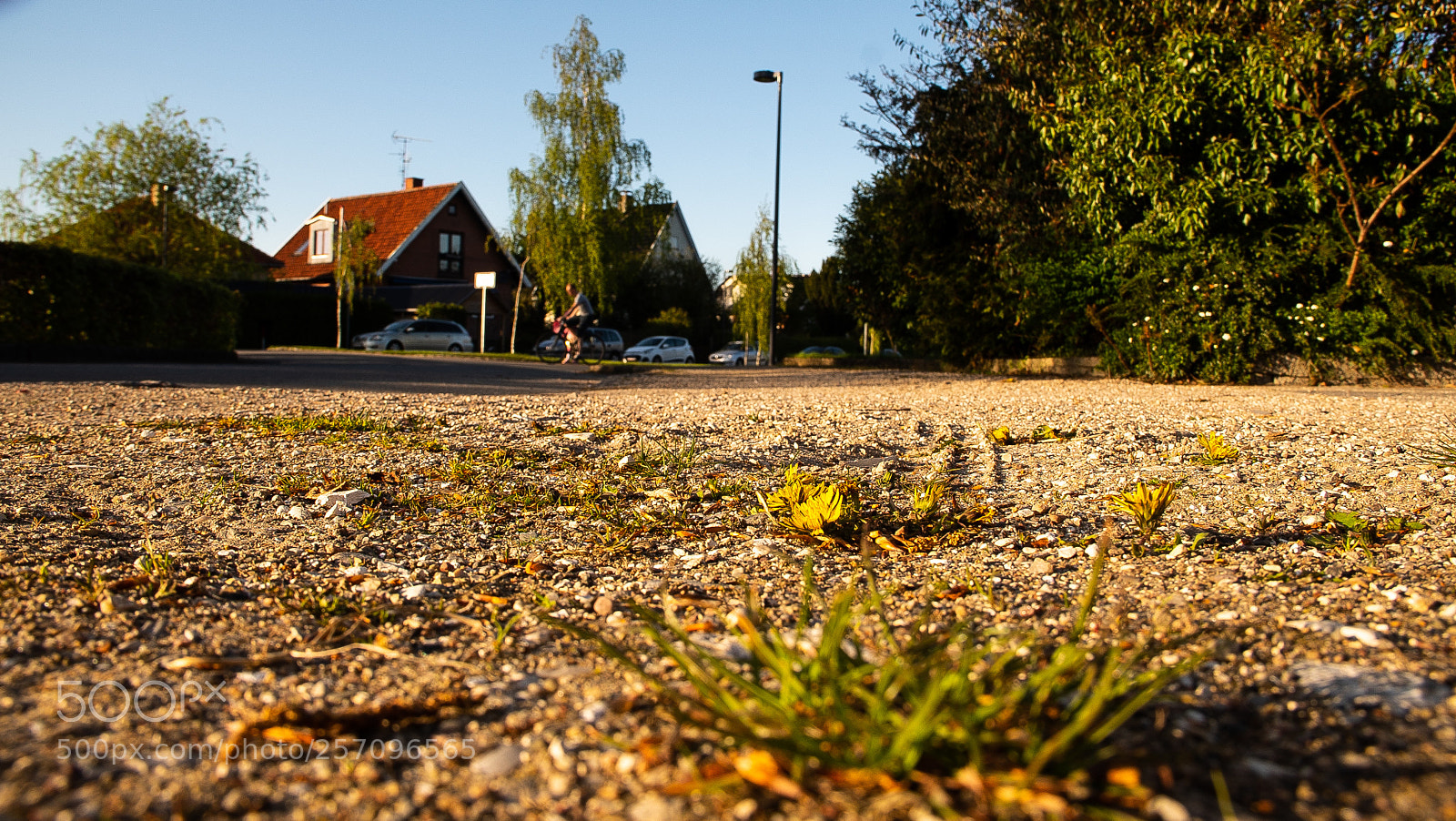Sony a7S sample photo. Dandelion photography