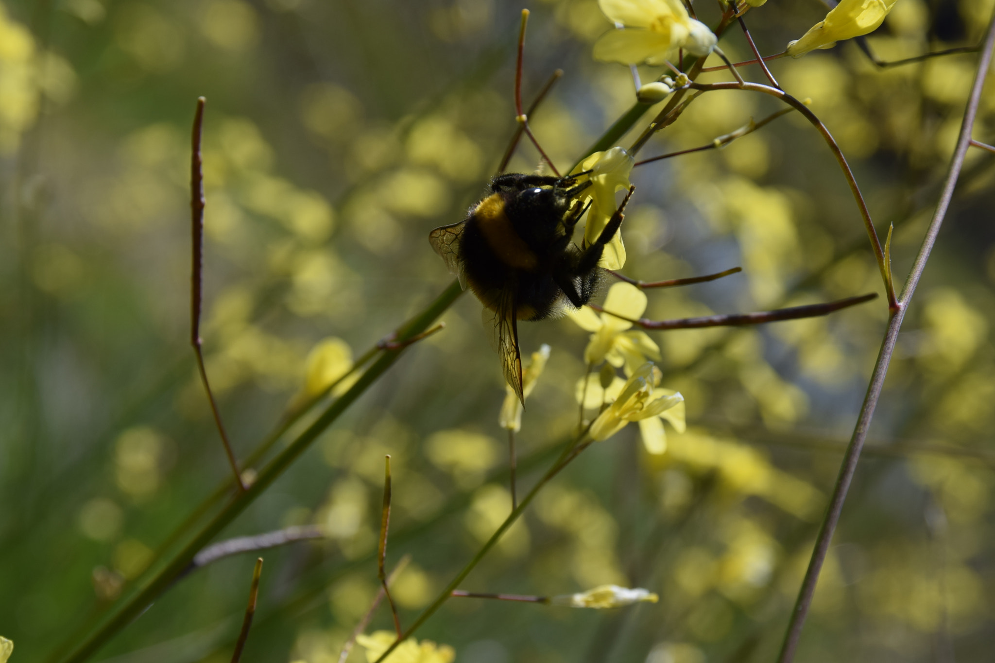 Nikon D3300 + Sigma 17-70mm F2.8-4 DC Macro OS HSM | C sample photo. Bumblebee licking nectar photography
