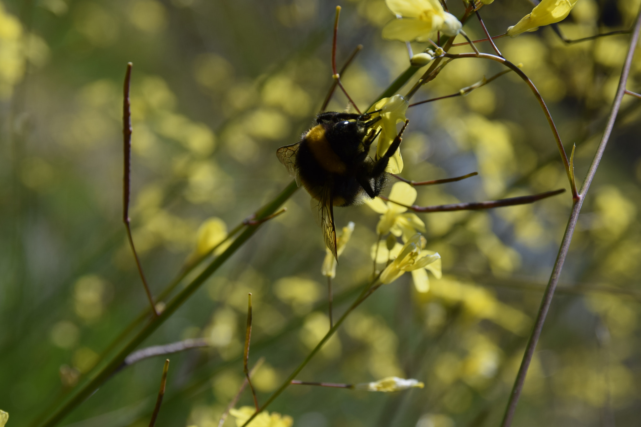 Sigma 17-70mm F2.8-4 DC Macro OS HSM | C sample photo. Bumblebee licking nectar photography