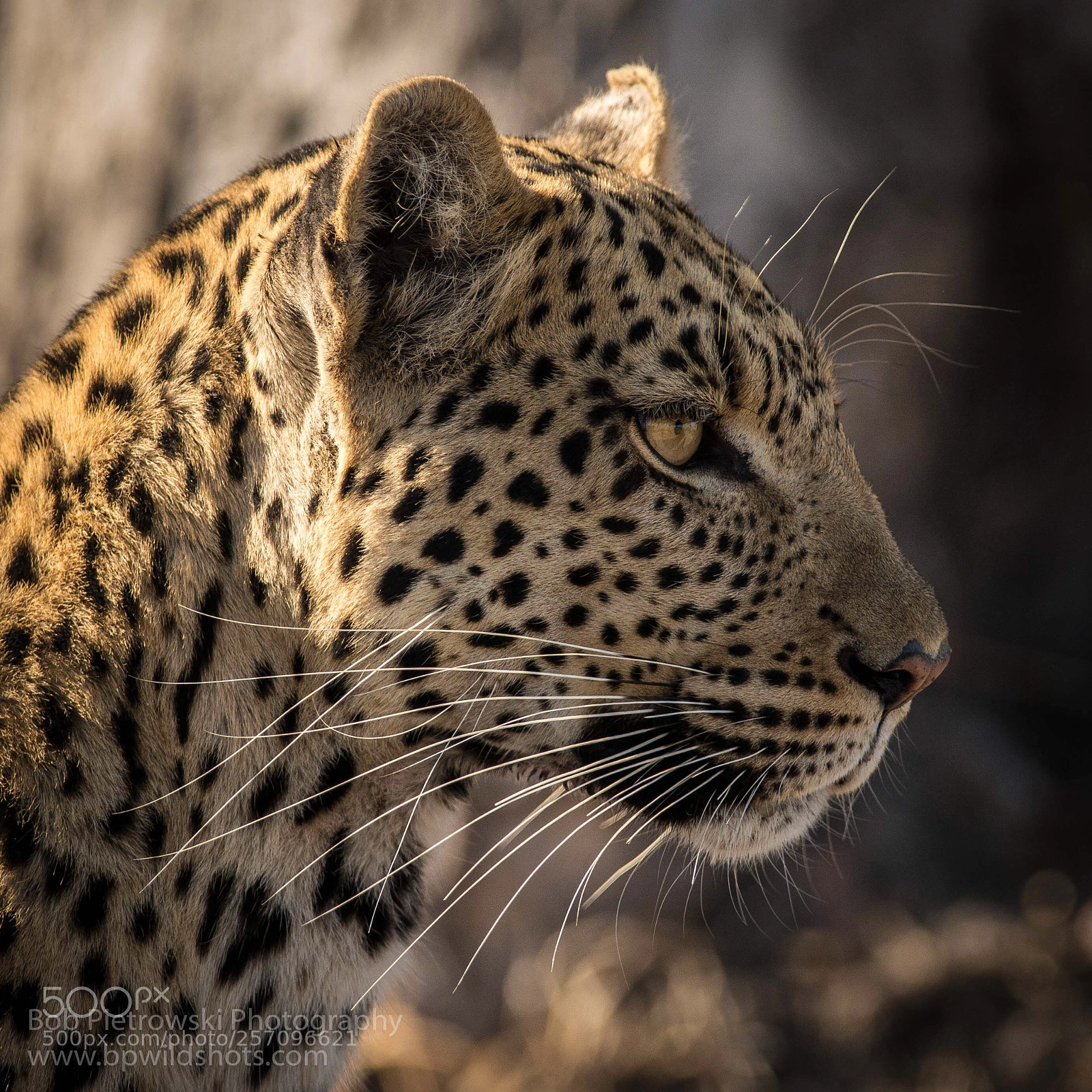Nikon D800E sample photo. On the lookout photography