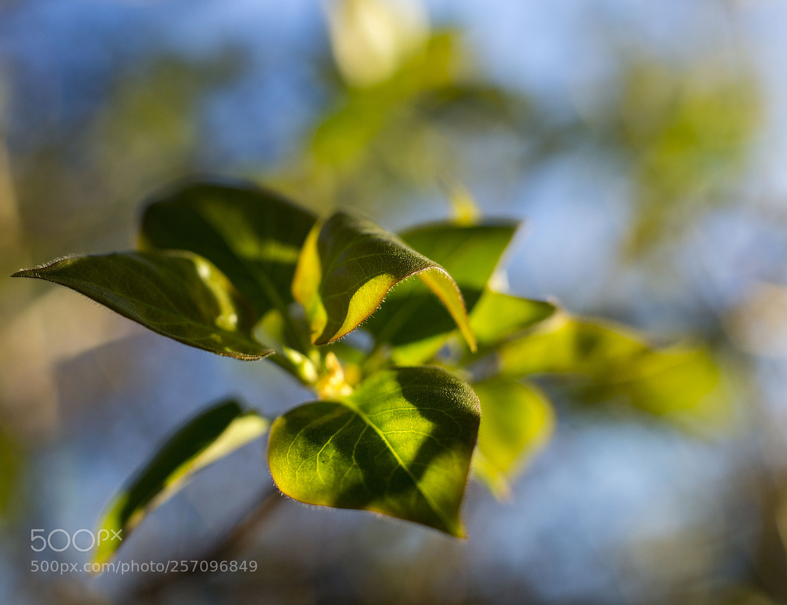 Canon EOS 6D sample photo. Afternoon sunlight photography
