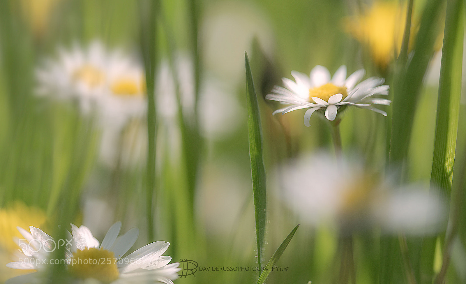 Nikon D750 sample photo. Freshness of spring photography