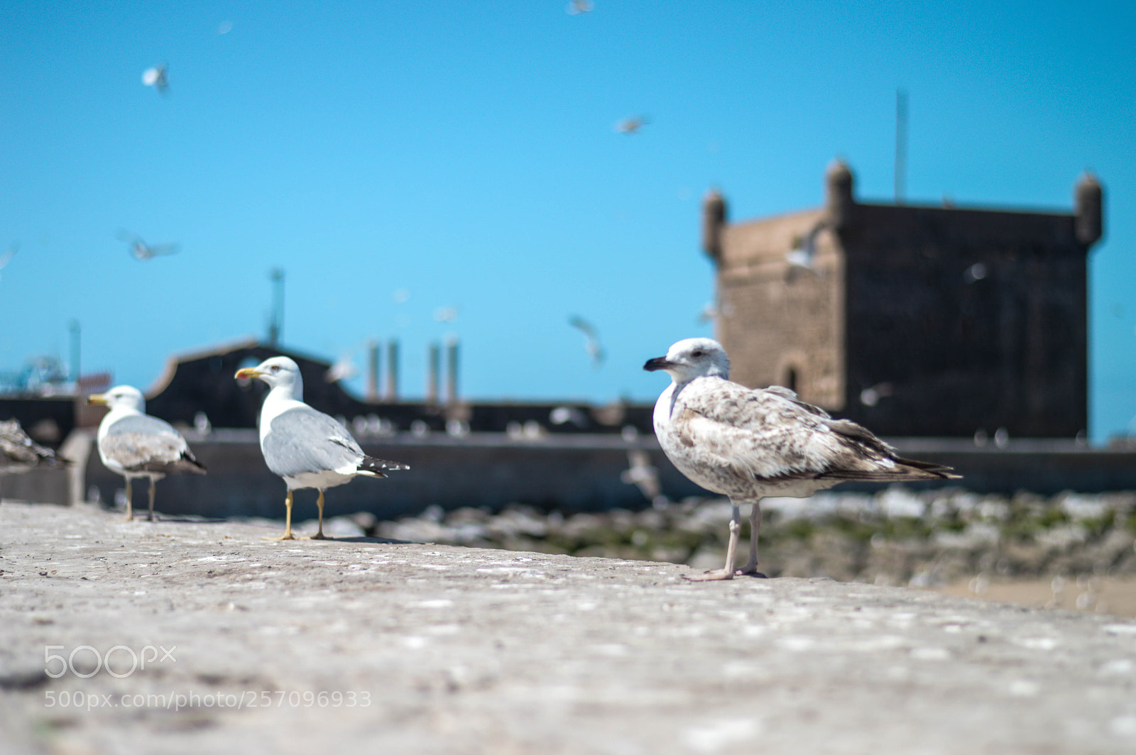 Nikon D3200 sample photo. Flying over the windy photography