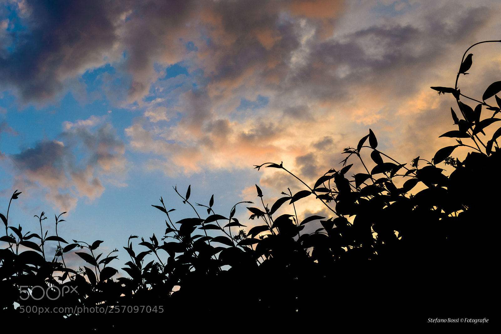 Nikon D610 sample photo. Silhouette photography
