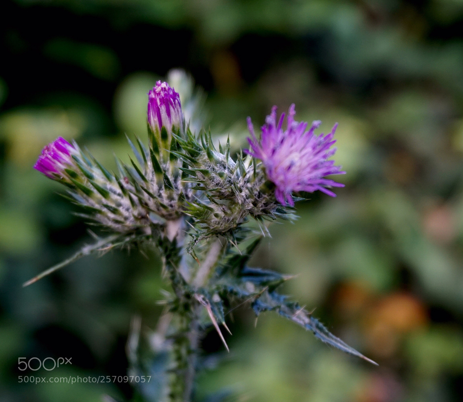 Sony a6000 sample photo. Thistle photography