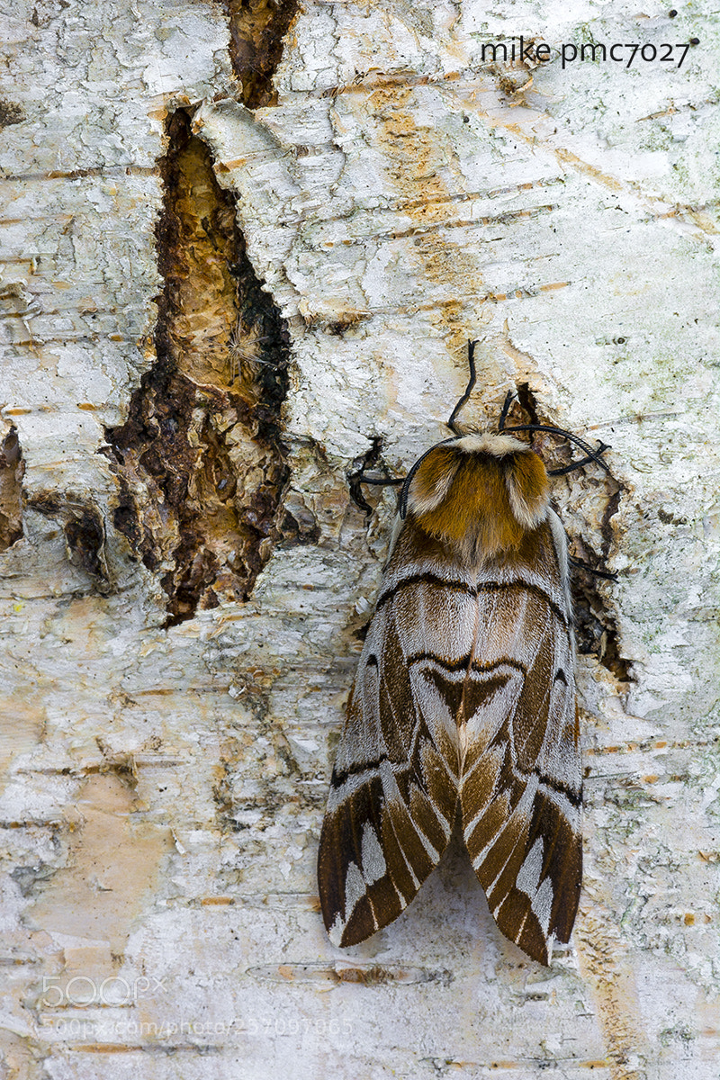 Nikon D7100 sample photo. The kentish glory photography