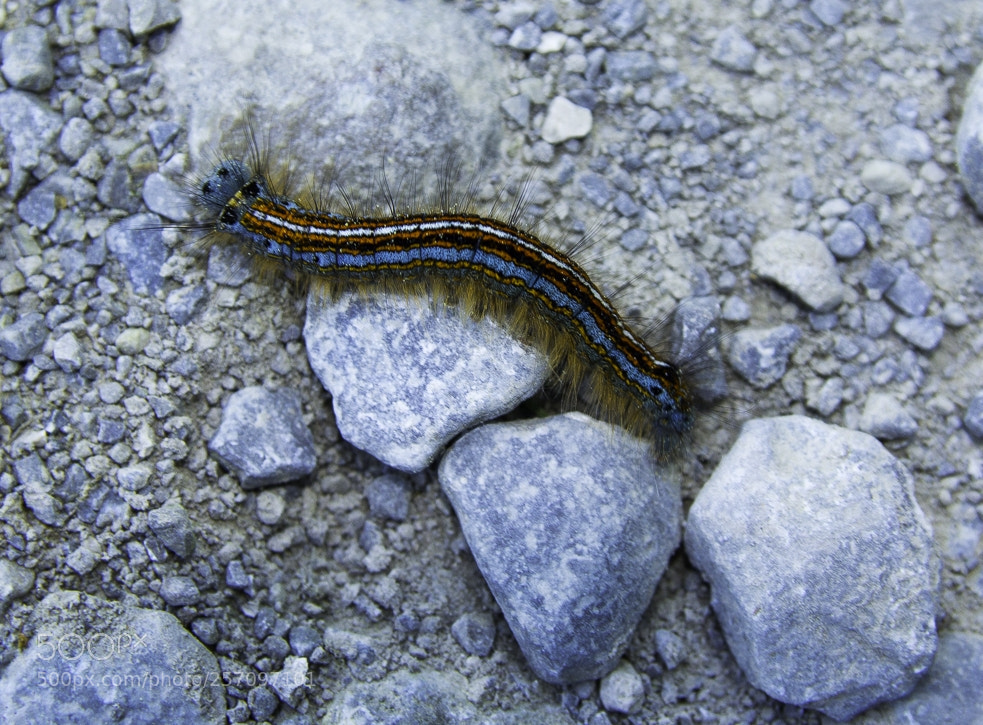 Canon EOS 1200D (EOS Rebel T5 / EOS Kiss X70 / EOS Hi) sample photo. Caterpillar photography